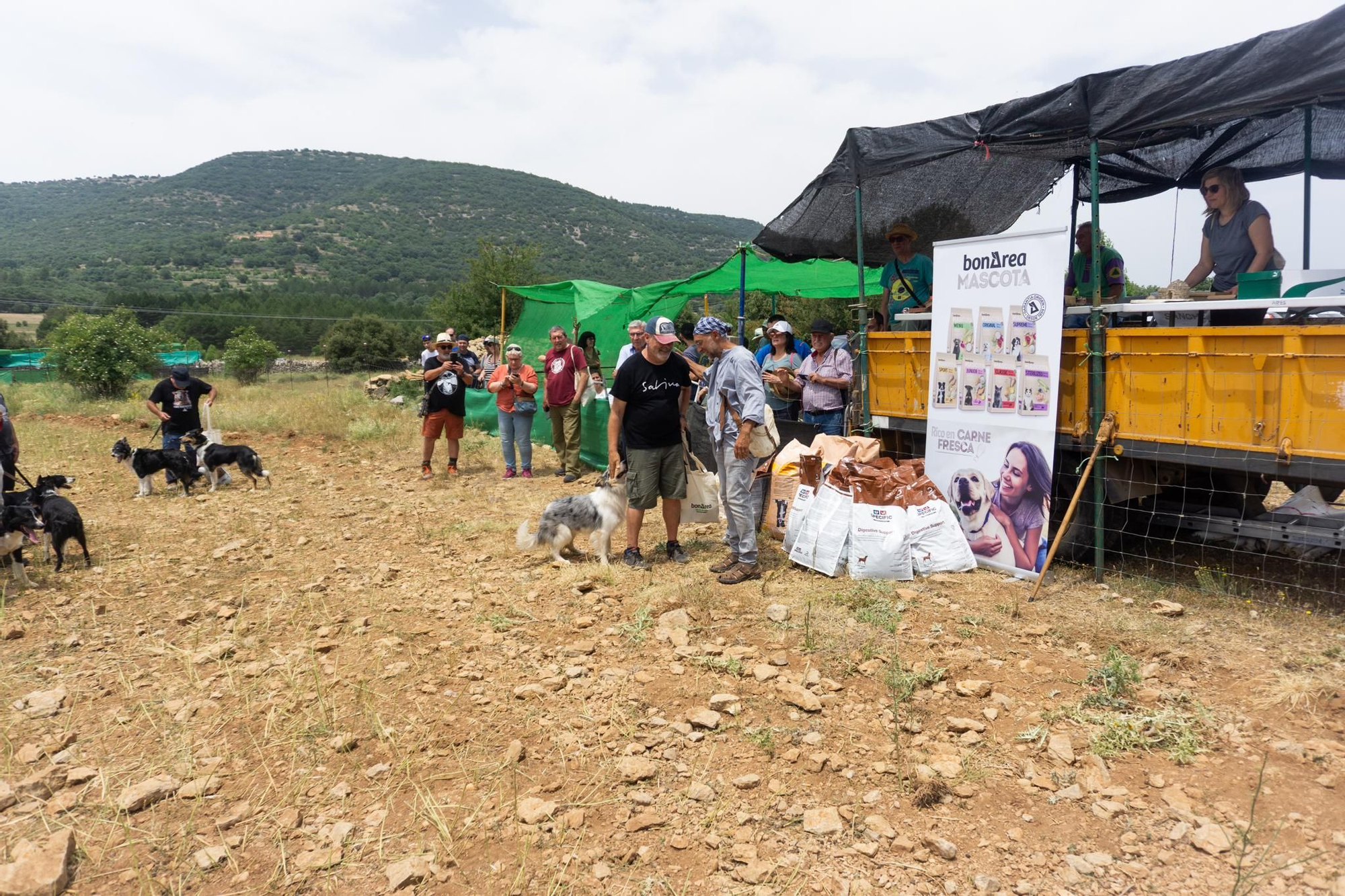 FOTOGALERÍA: Las imágenes del concurso de perros pastores de Ares del Maestrat