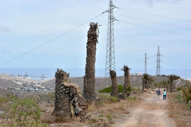 PALMERAL ENFERMO EN EL LAZO Y EL FONDILLO