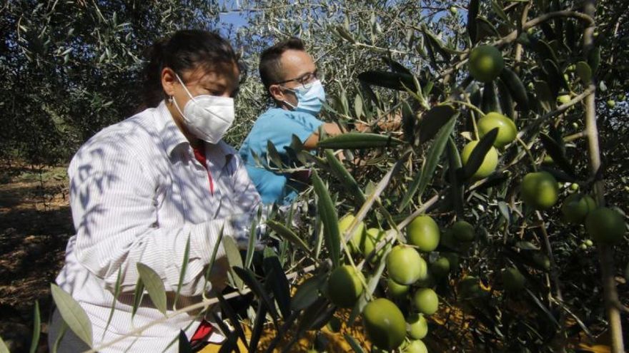 Dos trabajadores, en la campaña de recolección de la aceituna. | CÓRDOBA