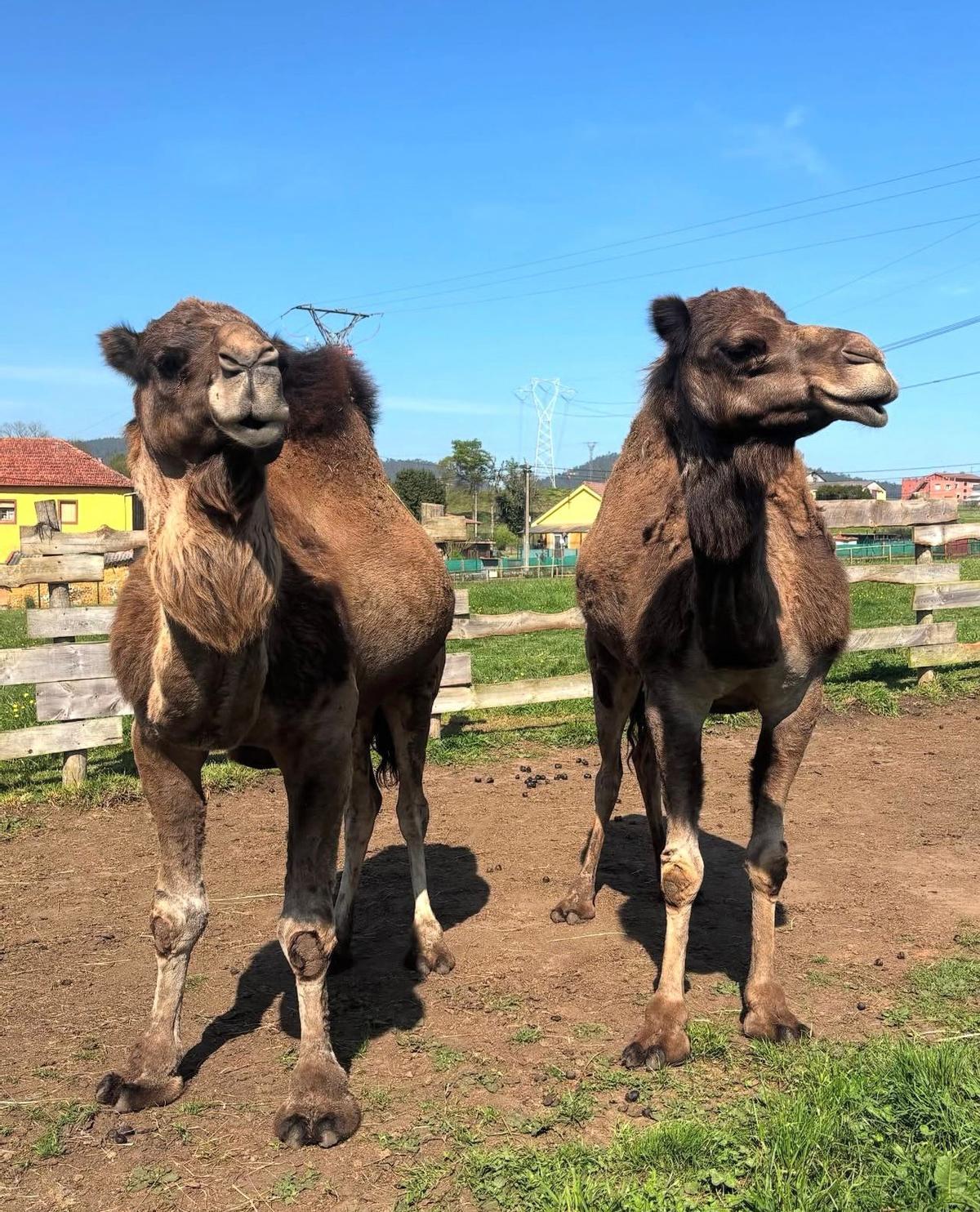 Sultán y Faraona, en Llanera.