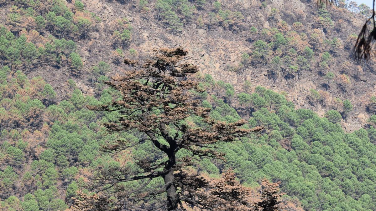 Pinsapos afectados por el incendio de Sierra Bermeja