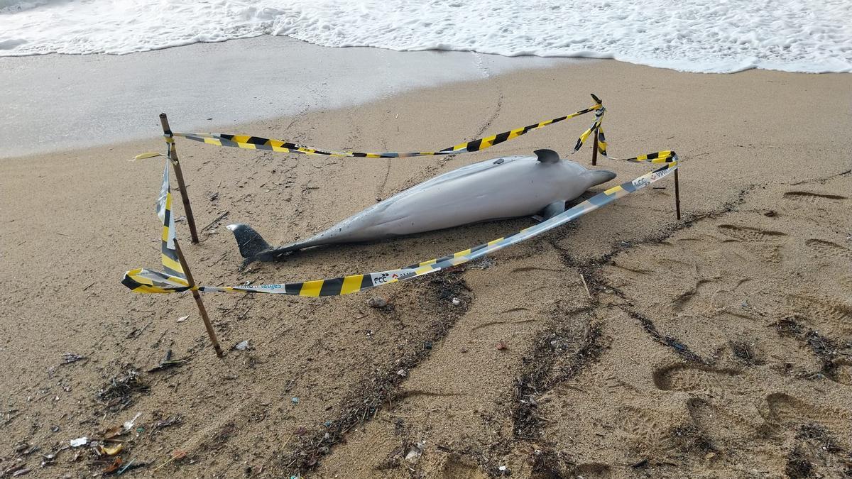 Imagen del delfín encontrado sin vida este viernes 8 de marzo en la playa de la Barca Maria de Badalona