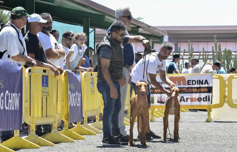 Feria Insular de Caza