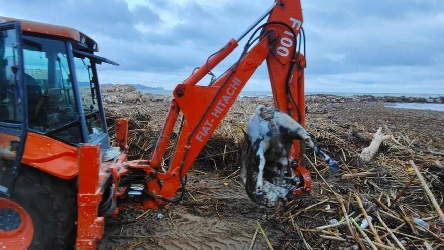 Preocupación en Cullera (Valencia) por la presencia de animales muertos entre las cañas acumuladas en las playas