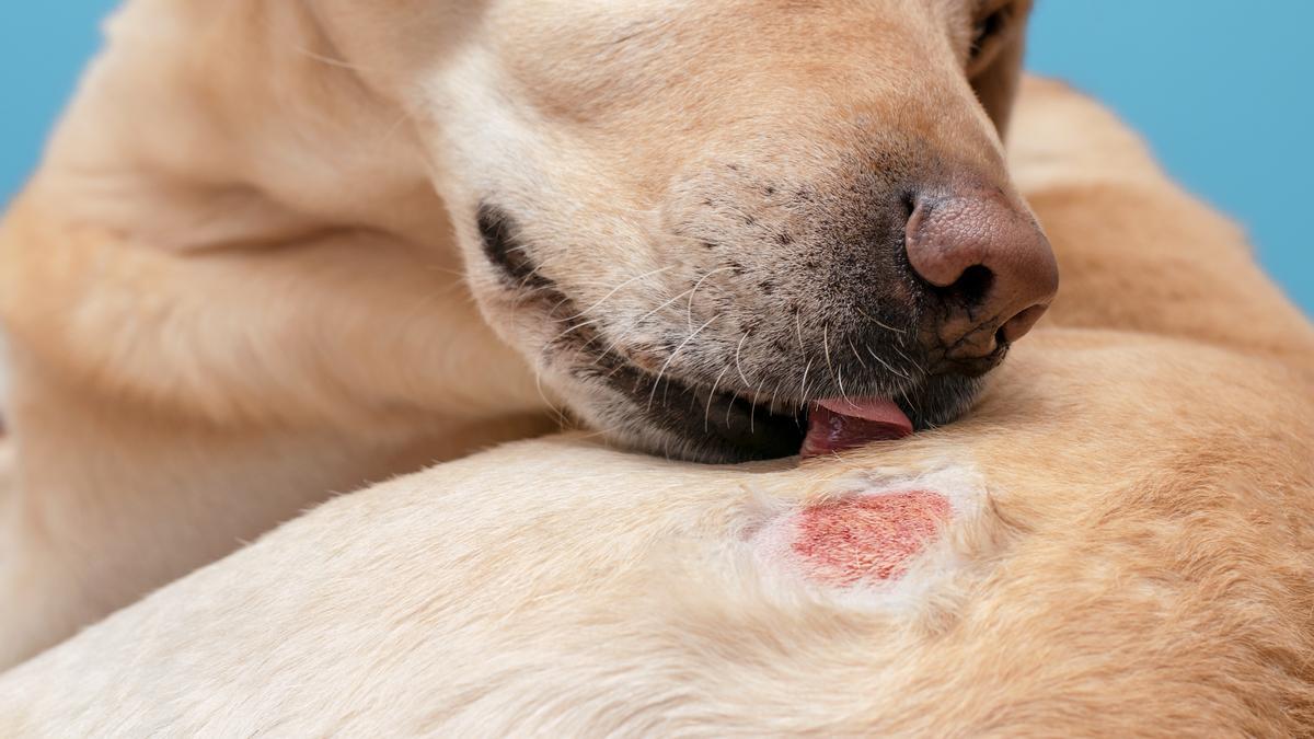 Así tienes que curar, limpiar y tratar las heridas de tu perro - La Opinión  de Murcia