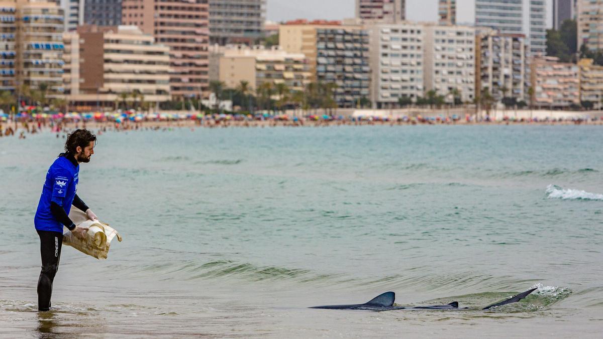 Aparece un tiburón de dos metros en Benidorm