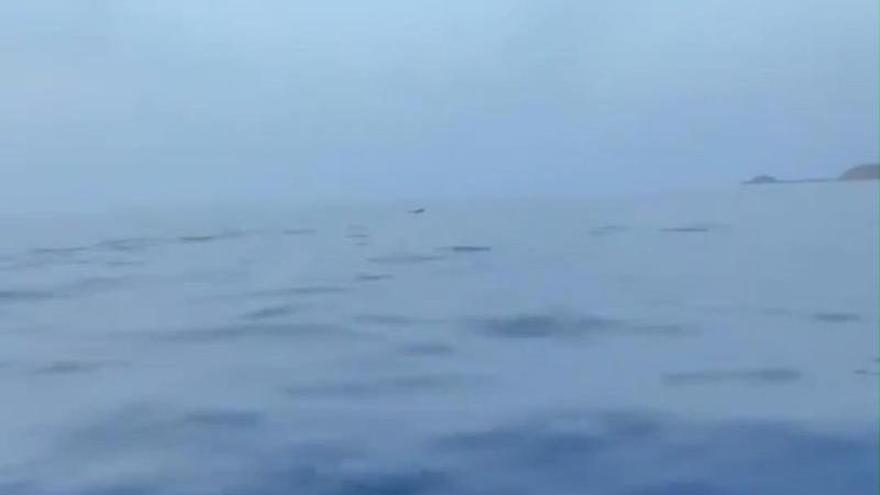"Pensé que era mi imaginación": una decena de delfines sorprende a una pareja en Benirràs