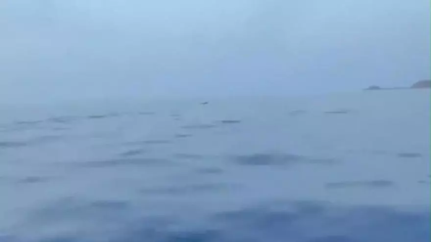 "Pensé que era mi imaginación": una decena de delfines sorprende a una pareja en Benirràs