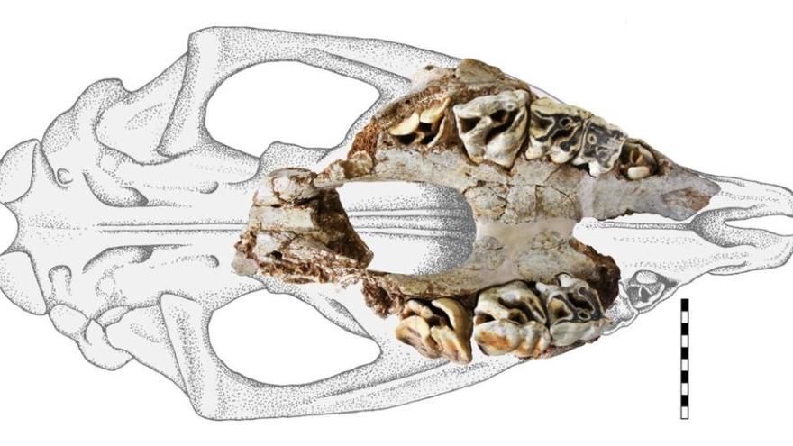 Recuperan en Ribadesella el cráneo de un rinoceronte  lanudo, que habitó en Asturias hace unos 30.000 años