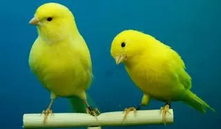 Dos canarios muy colegas
