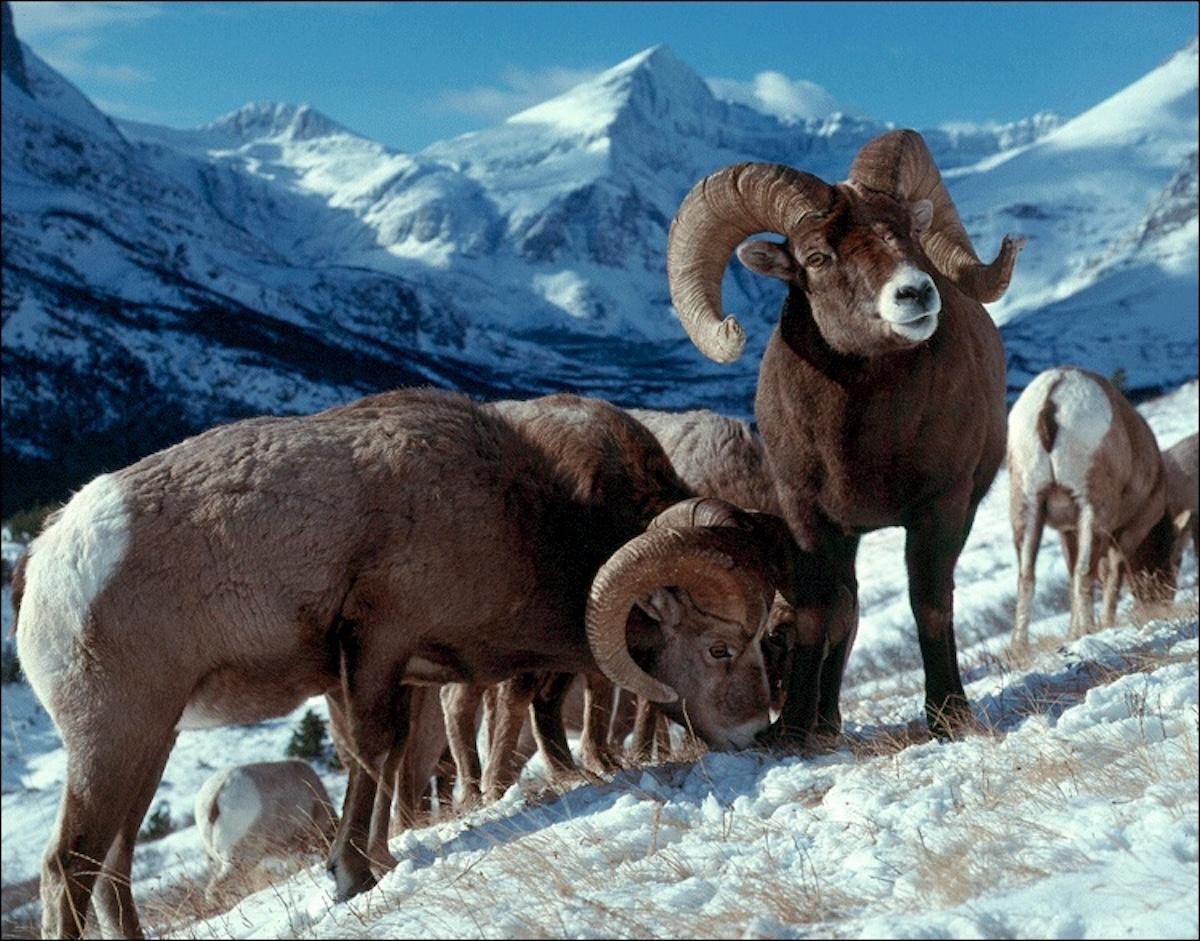 Ejemplares de borregos cimarrones, especie afectada por el muro fronterizo USA-México.