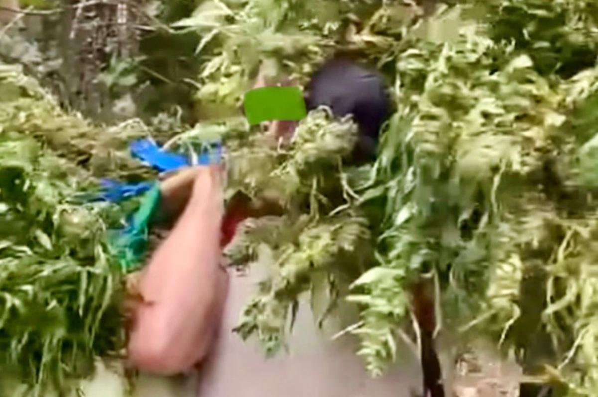 Vídeo | Un veí s’emporta restes de la plantació de marihuana que els Mossos van destruir a Prades