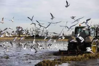 Una "perellonà" en l'Albufera como las de antes