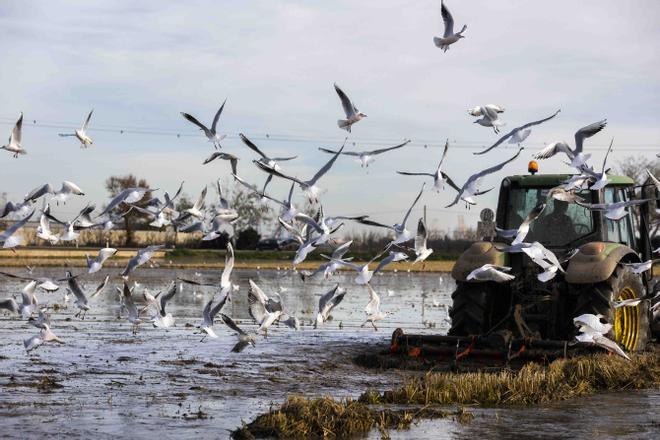 L'Albufera y su biodiversidad disfrutan de un caudal histórico