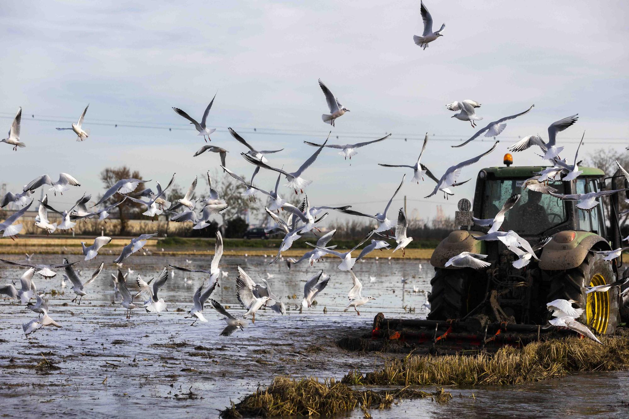 L'Albufera y su biodiversidad disfrutan de una caudal histórico