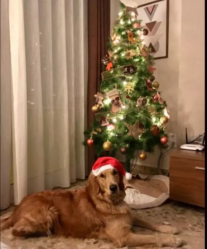 Las mascotas navideñas de los lectores de Levante-EMV