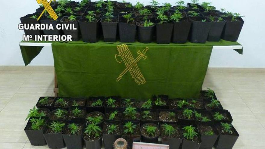Dos detenidos en Almassora por cultivar marihuana