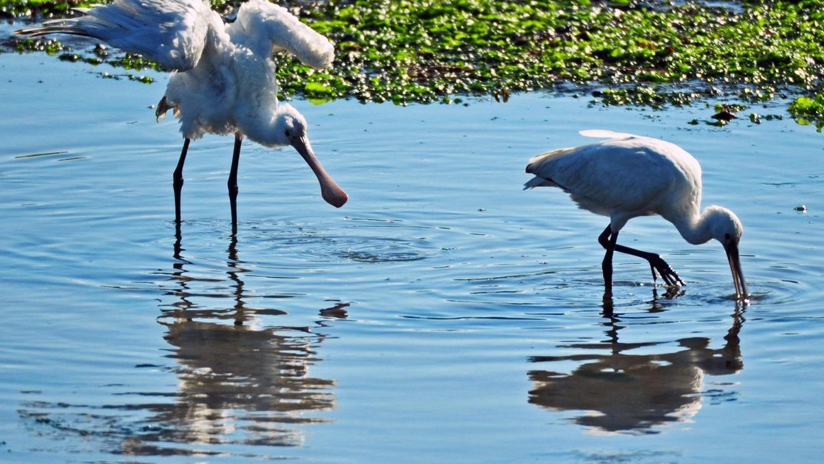 Aves silvestres en O Saco de Fefiñáns (Cambados)