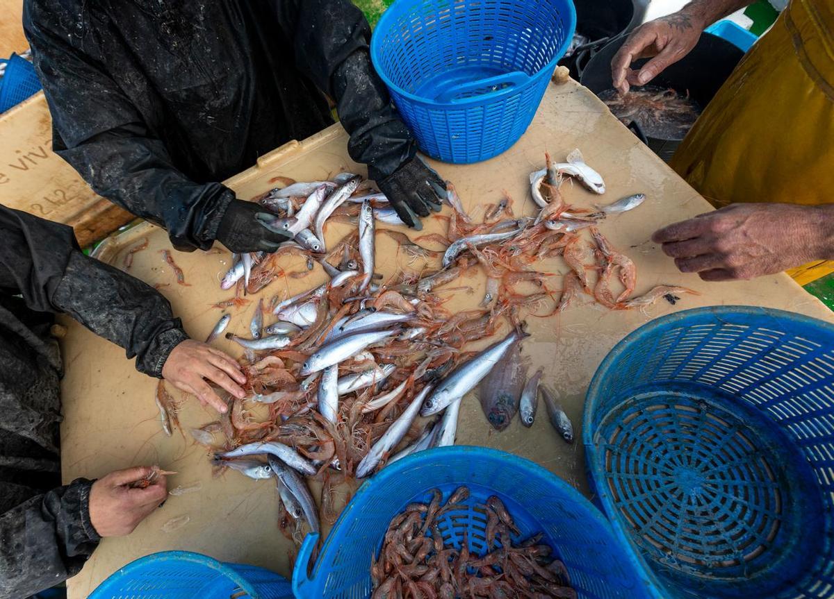 Gamba blanca y sardinas a bordo de una embarcación pesquera.