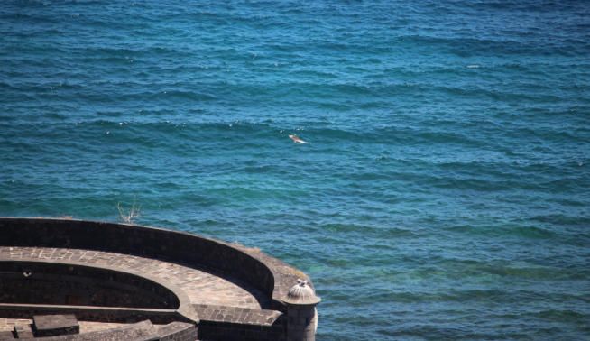 Encuentra el cadáver de un delfín flotando