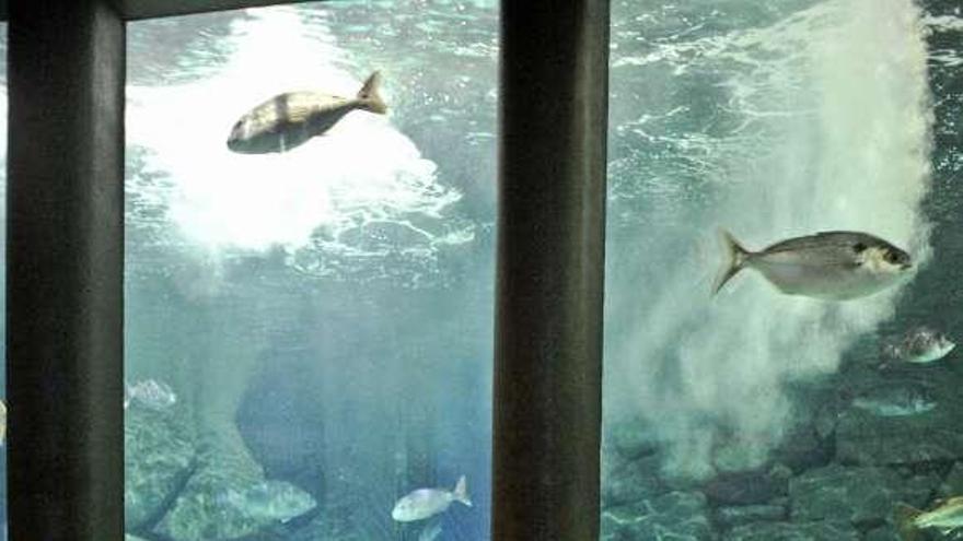 Tres niños en la sala Nautilus del Aquarium Finisterrae. / 13fotos
