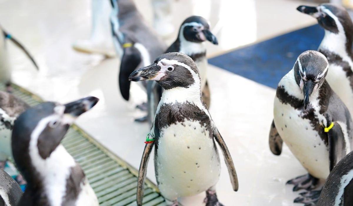 Pingüino de Humboldt, en las costas de Chile y Perú