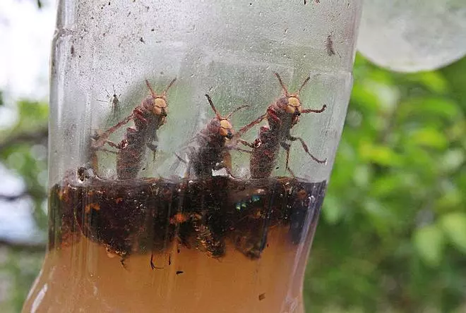 La pandemia que hizo olvidar una plaga