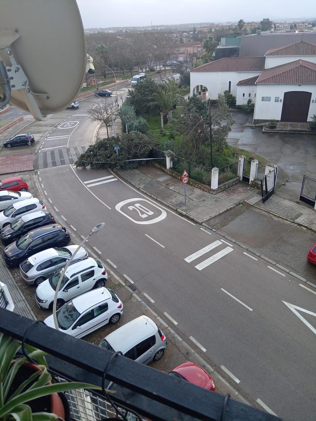 Daños causados por el vendaval.