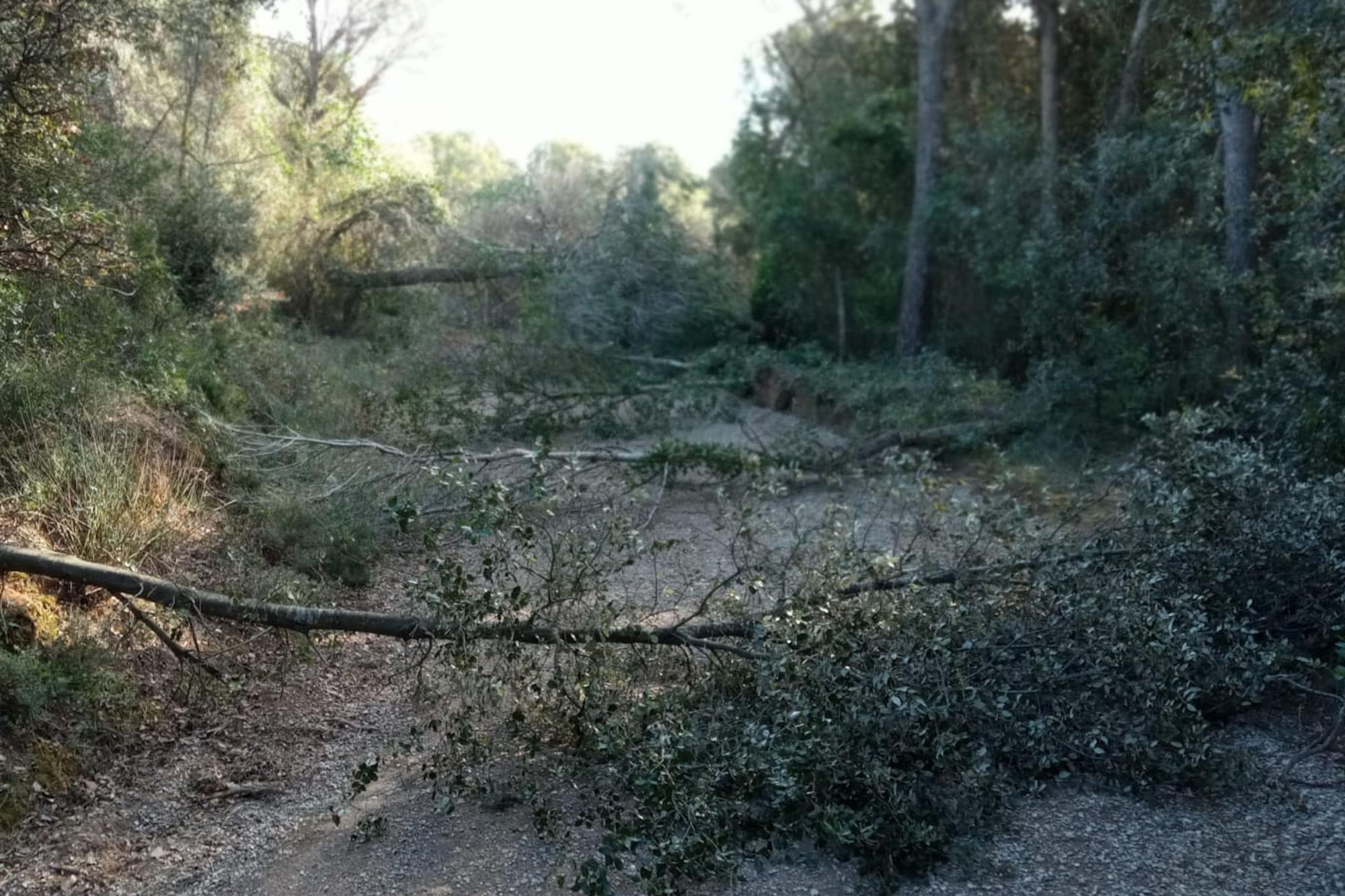 Els actes vandàlics a Vilademuls continuen amb la tala de divuit arbres més