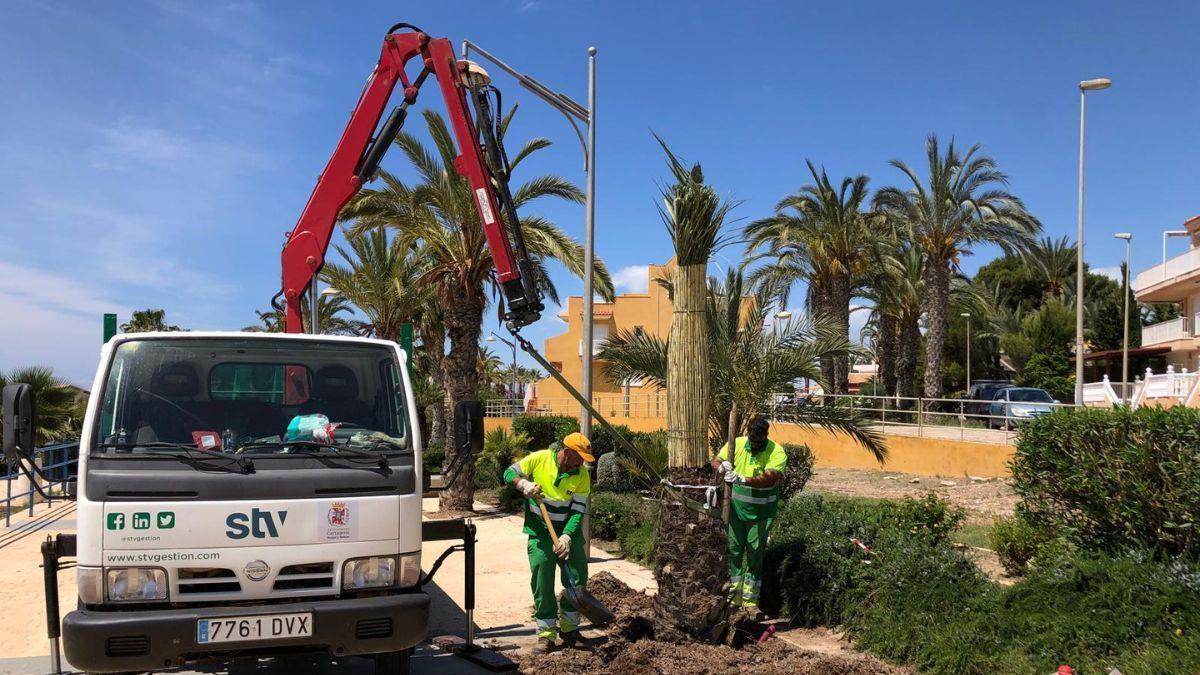 Comienza la plantación de 50 nuevas palmeras en La Azohía e Isla Plana.