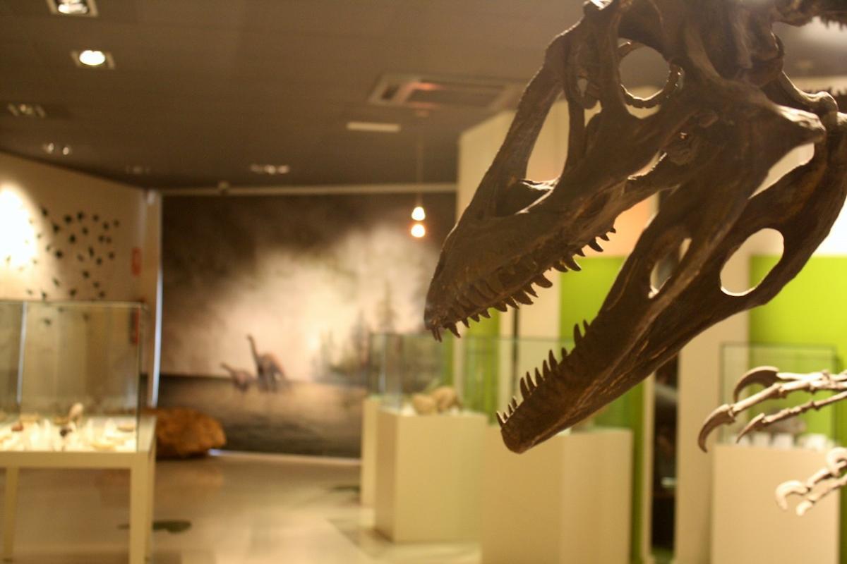 Una de las salas del Museo Paleontológico de Elche