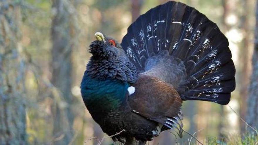 El urogallo cantábrico desaparecerá al cruzarlo con la subespecie de los Pirineos