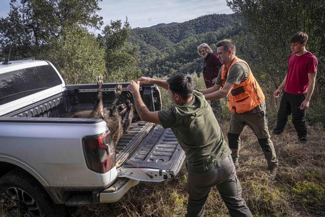 La peste porcina suma dos nuevos positivos, la subida más baja desde que empezó la crisis