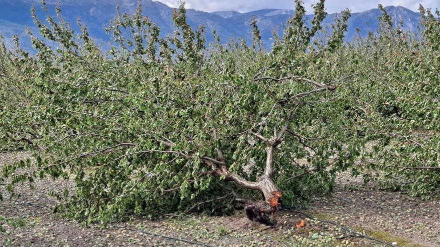 La falta de agua y las intensas lluvias eliminan del campo a 4.000 trabajadores en la Región