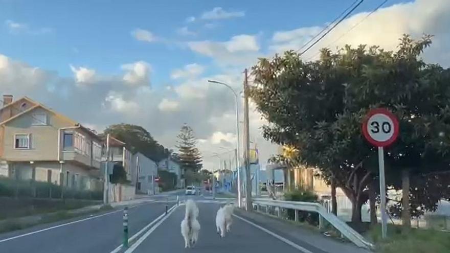Dos perros circulan por la PO-551 desde Cangas a Moaña hasta llegar al área comercial de Lidl