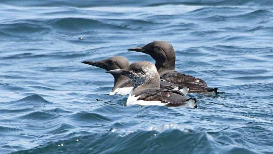 La familia de araos comunes descubierta entre Sálvora y San Vicente por el BDRI. // Séverine Methion / BDRI