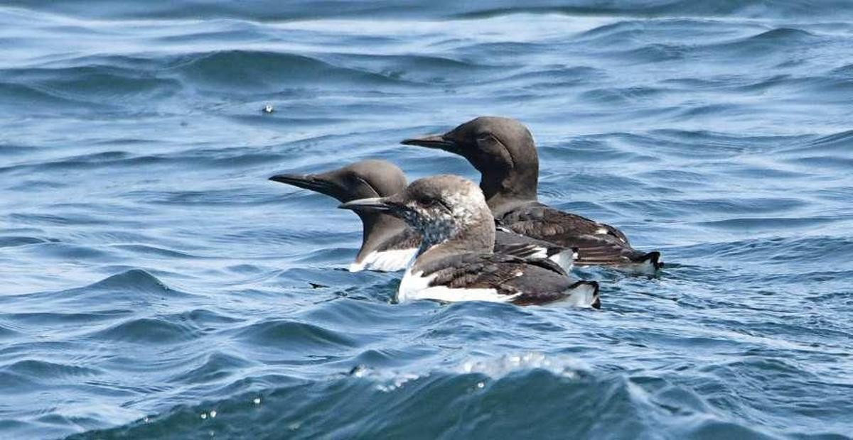 La familia de araos comunes descubierta entre Sálvora y San Vicente por el BDRI. // Séverine Methion / BDRI