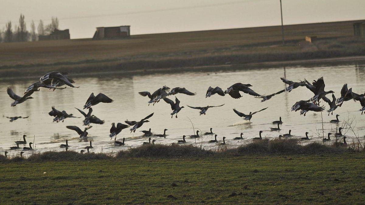 Un grupo de anátidas levanta el vuelo mientras otras están posadas en una de lagunas de la Reserva Natural de Villafáfila.