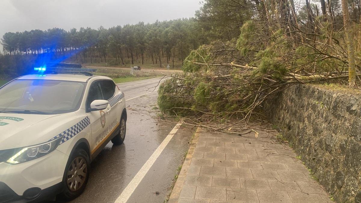 Un vehículo de la Policía Local de Benamejí junto a un árbol caído en la carretera durante el último temporal.