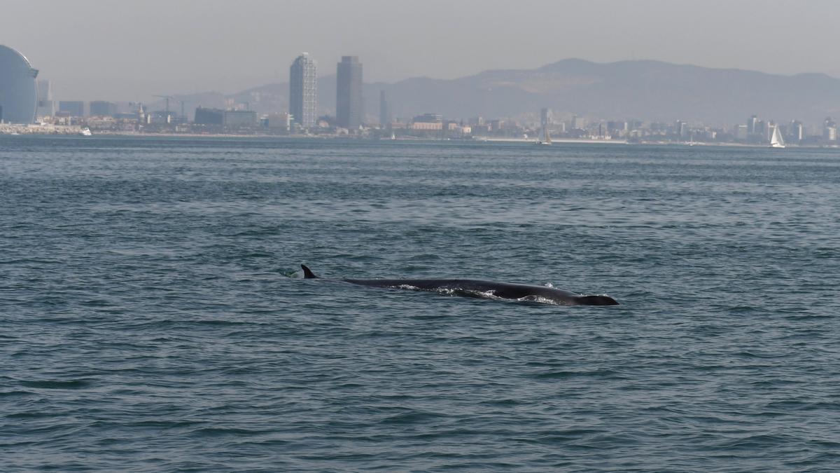 Avistamiento de un rorcual común desde el ’Ría de Ferrol’ con el ’skyline’ de Barcelona de fondo, este sábado. 