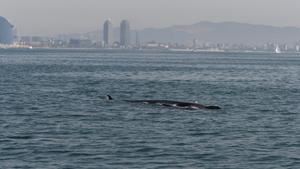 Avistamiento de un rorcual común desde el ’Ría de Ferrol’ con el ’skyline’ de Barcelona de fondo, este sábado. 