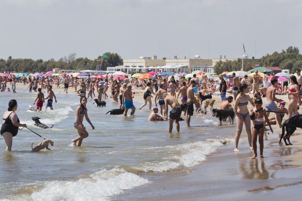 La playa para perros de Pinedo, a reventar