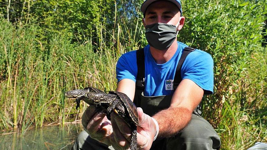 Una de les tortugues que es van deixar anar ahir a la conca de l&#039;Estany de Banyoles.