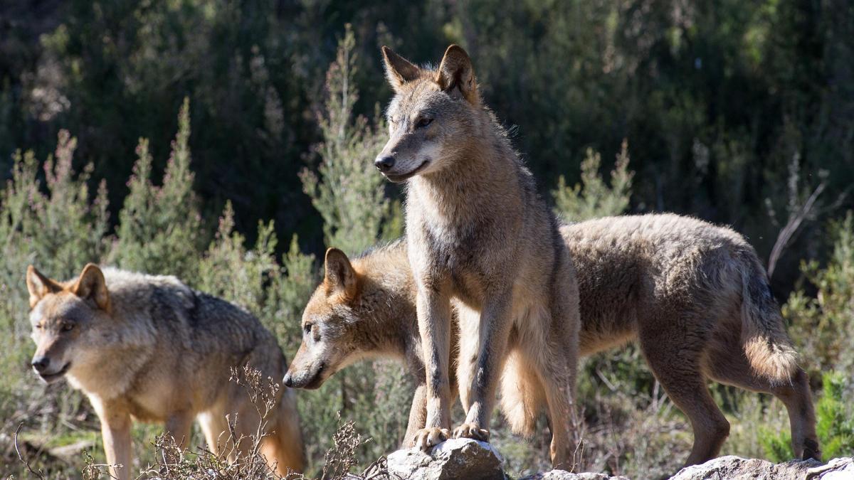 Varios lobos ibéricos del Centro del Lobo Ibérico en localidad de Robledo de Sanabria, en plena Sierra de la Culebra (lugar de mayor concentración de este cánido en el Sur de Europa).