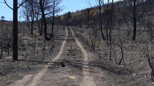 El incendio en la zamorana Sierra de la Culebra.