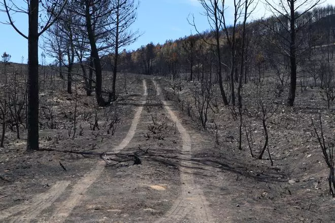 La Castilla y León en llamas clama contra la gestión de los incendios de la Junta: "Se cambian las cosas cuando hay fallecidos"