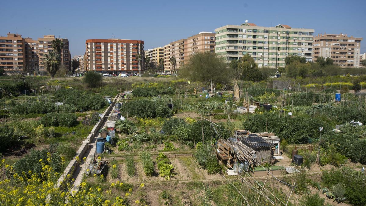 Huertos urbanos ubicados en el PAI de Metrovacesa de Benimaclet.