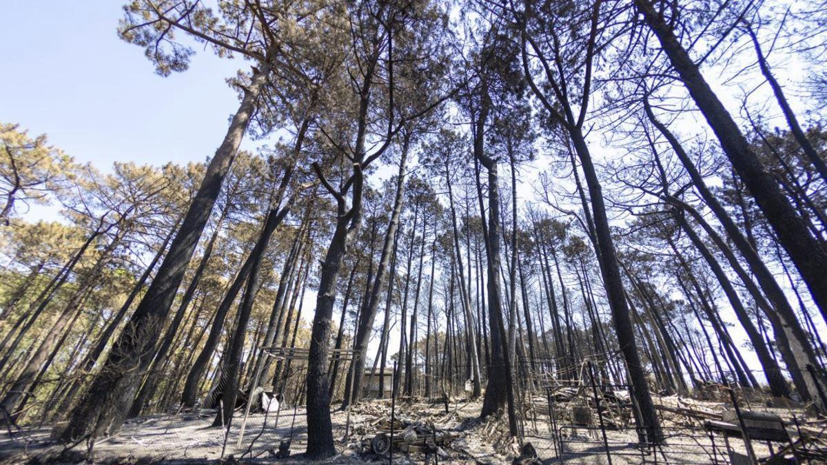 Una zona calcinada por un incendio