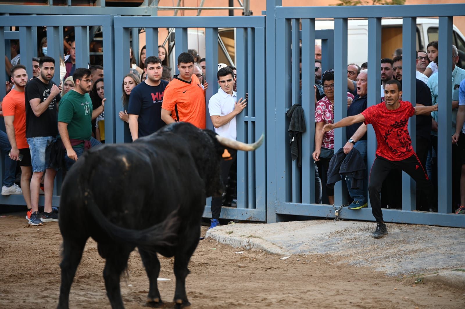 Bou per la vila en les Festes de San Pasqual de Vila-real