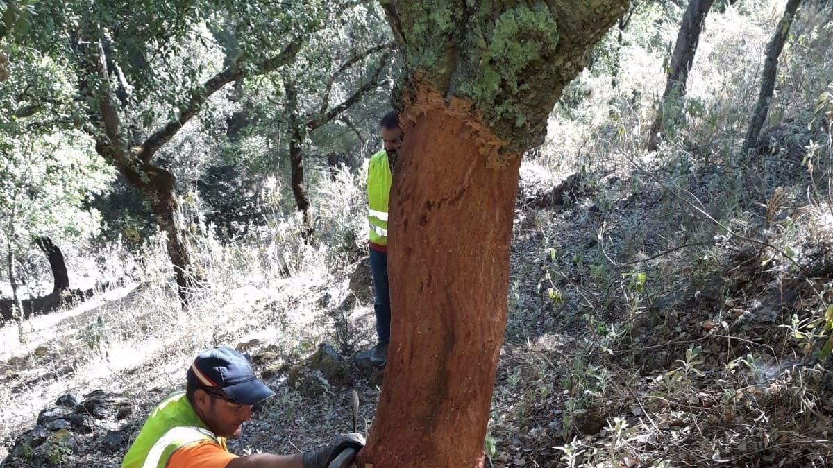 Una persona realiza labores de descorche.